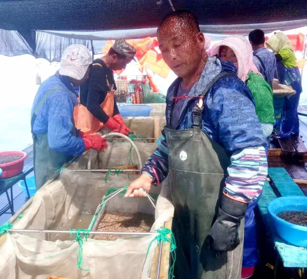 海洋牧场加快向种子精苗子壮质量高业务转型