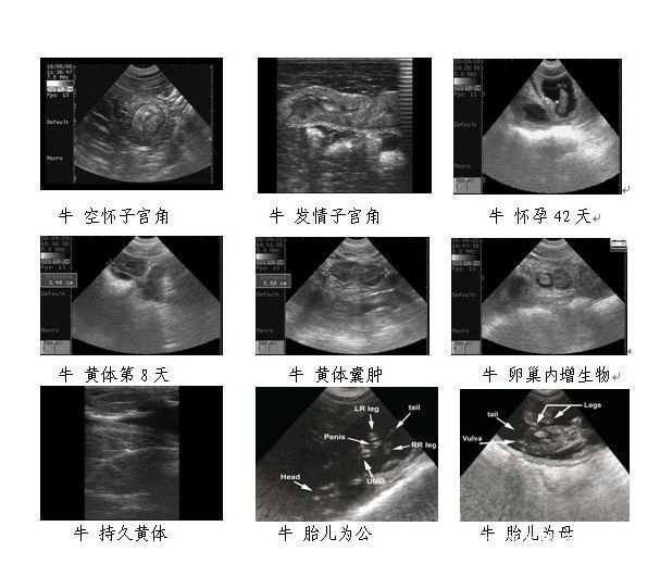 超聲影像高清獸用b超檢測母牛懷孕胚胎變化特徵更多關獸用b超測孕方法