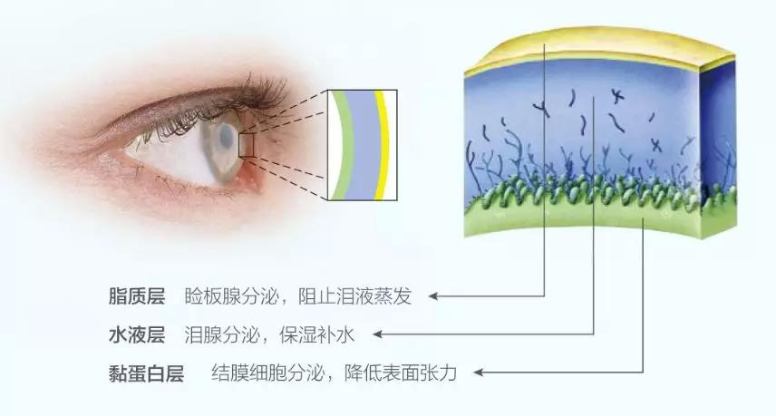 都有一层泪膜,由三层组成:内层粘液层,作用是让泪膜附着在角膜表面