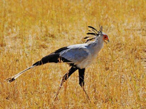 原创鸟都是两只翅膀但这种鸟却叫四翼鸟翅膀之外还有对更大的羽翅