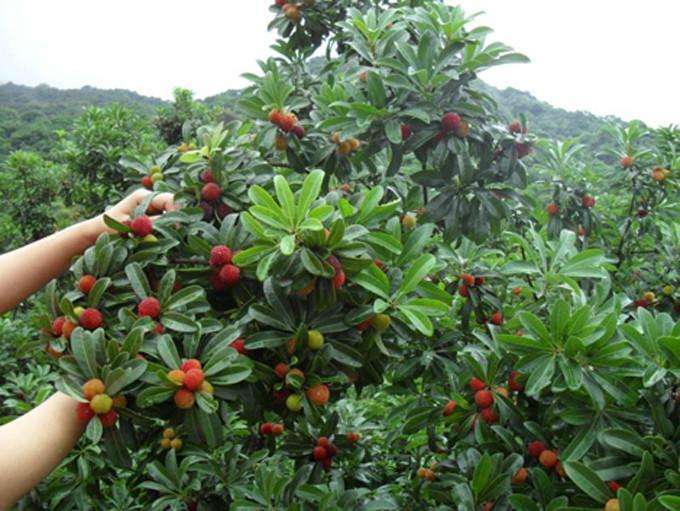 走进桃源:黄龙杨梅礼赞