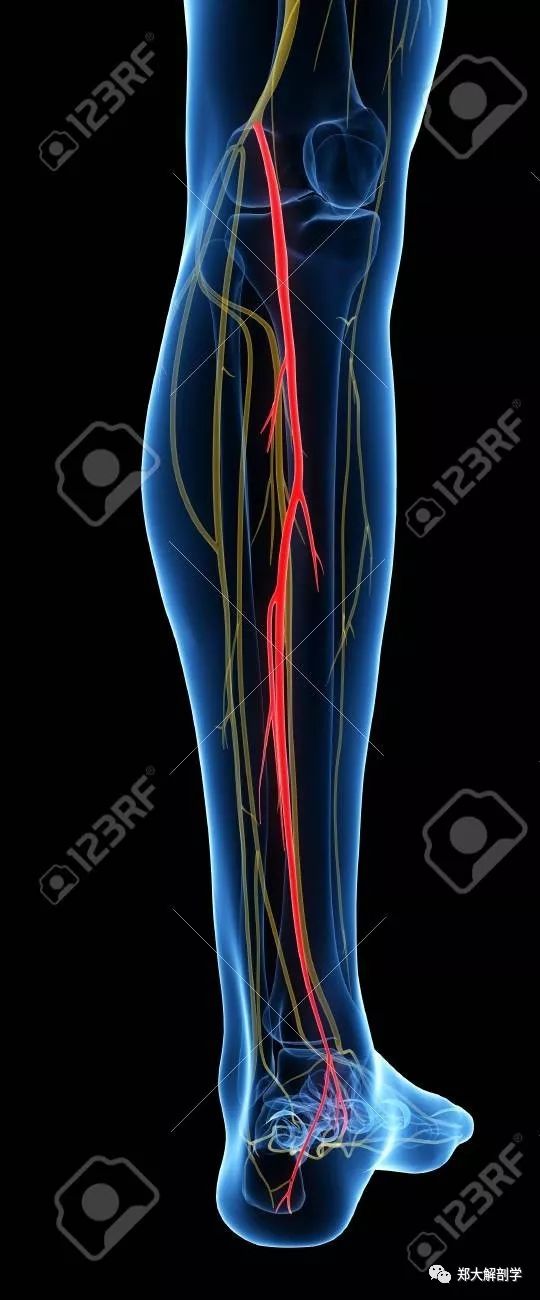 行,至腓骨头后方并绕过腓骨颈,向前穿腓骨长肌起始部,即分为腓浅神经