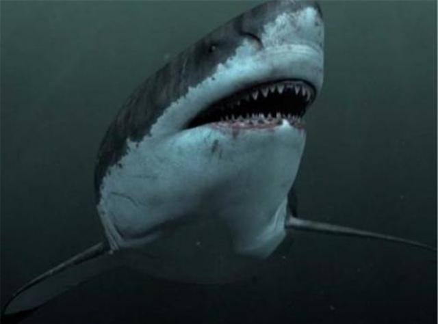 二战德国拍摄巨齿鲨图片