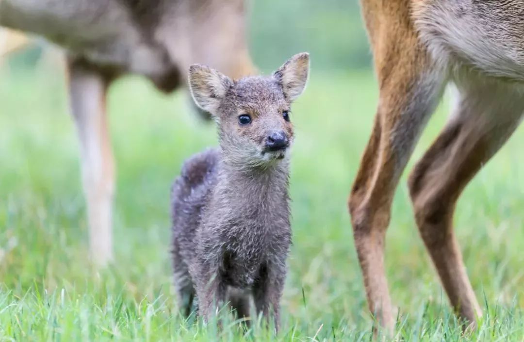 个新生命,第二天獐妈妈又产下1只獐宝宝,随后,另一只母獐也产下两只幼