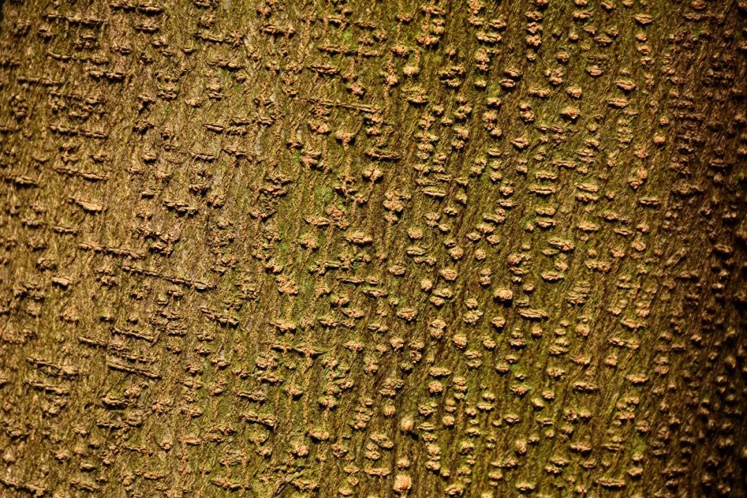 美丽中国相册|树皮之美 艳若云裳