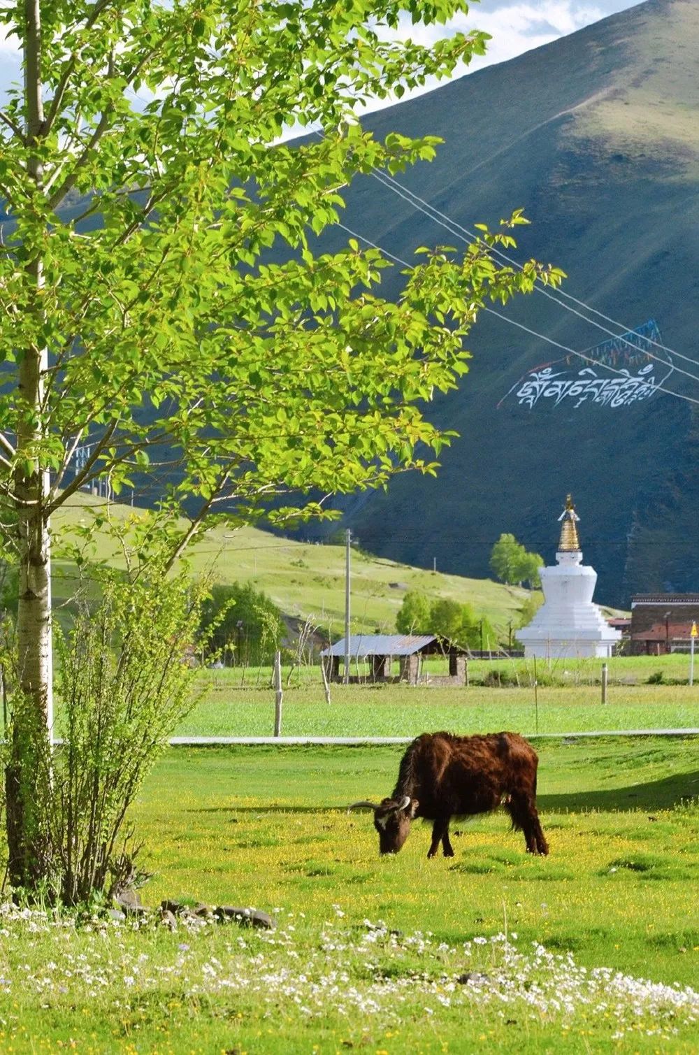 川藏线上的新都桥夏天原来也这么美实在是太惊艳了