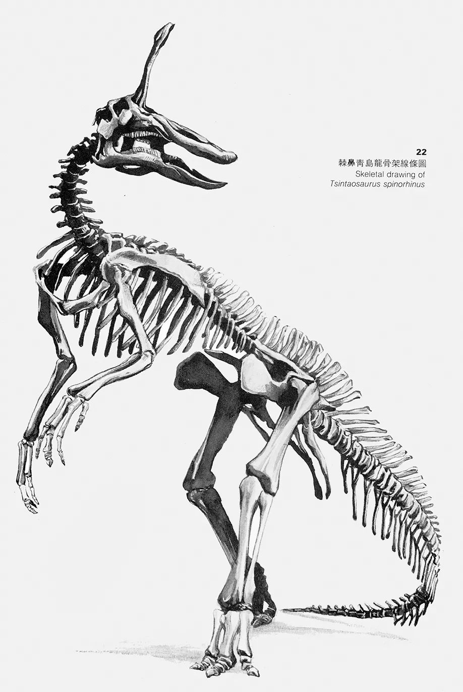 大美博物馆丨世界级标本的馆藏地:中国古动物博物馆