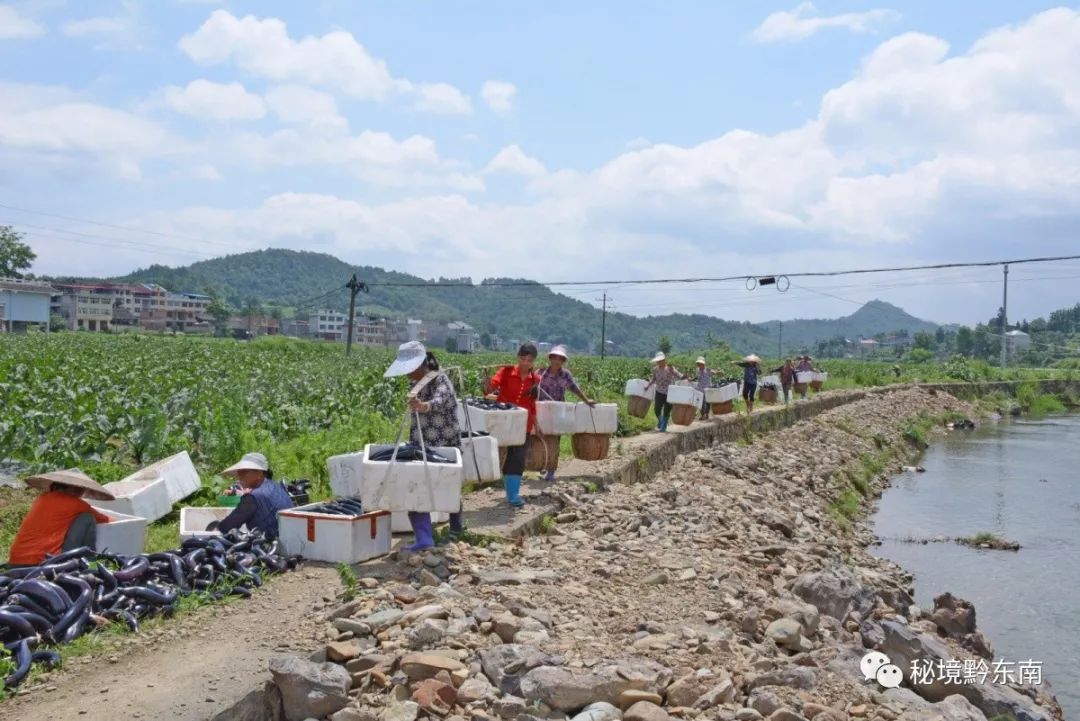 妇女们在搬运茄子近日,记者来到天柱县白市镇汶溪村大坝蔬菜基地里,40