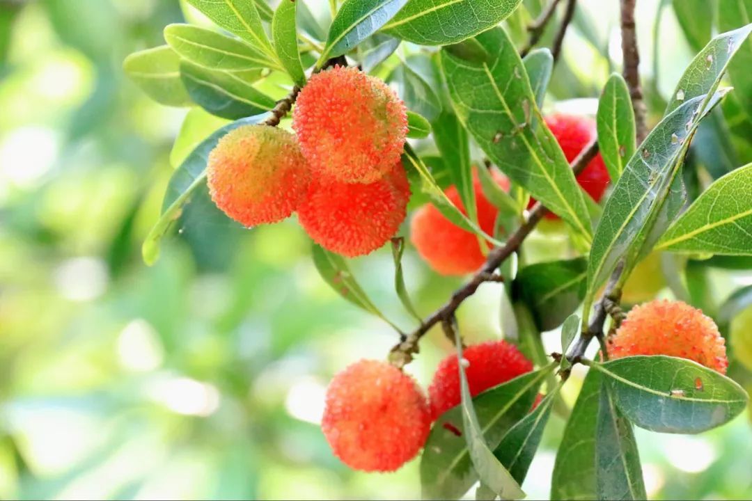 周末鹰潭正是杨梅佳节共度酸甜六月