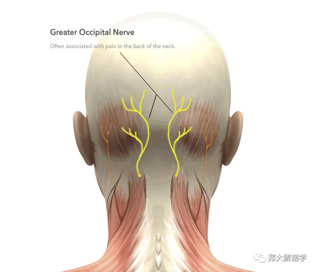 枕大神经为第 2 颈神经后支的内侧支枕大神经来源