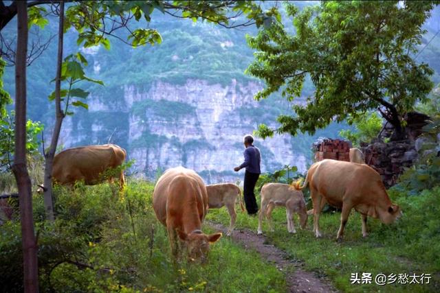 牛儿在山坡吃草让人想起家乡久远的记忆