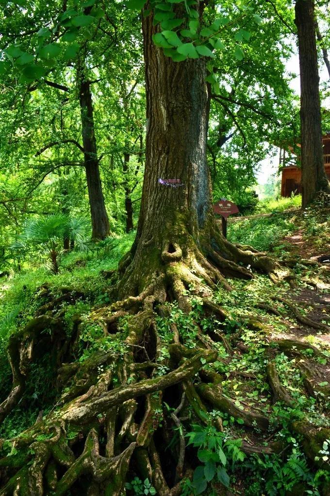 马蜂窝用户羽毛这种具有博大精深内涵的文化,让这里被誉为:树文化之