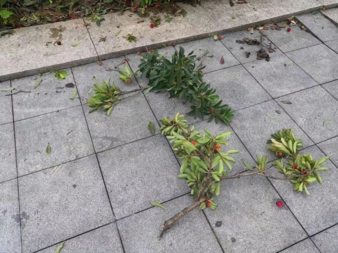 贵阳绿化带上的杨梅惨遭毒手那可是打了药的