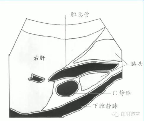 膽道系統胰腺超聲檢查基礎及標準切面