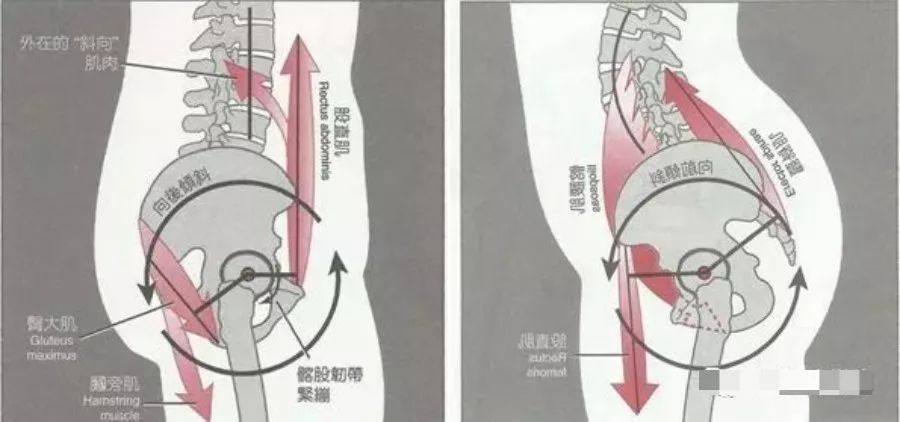 在平常的日子里,臀大肌 阔筋膜张肌通过髂胫束连接到膝盖,我们则通过