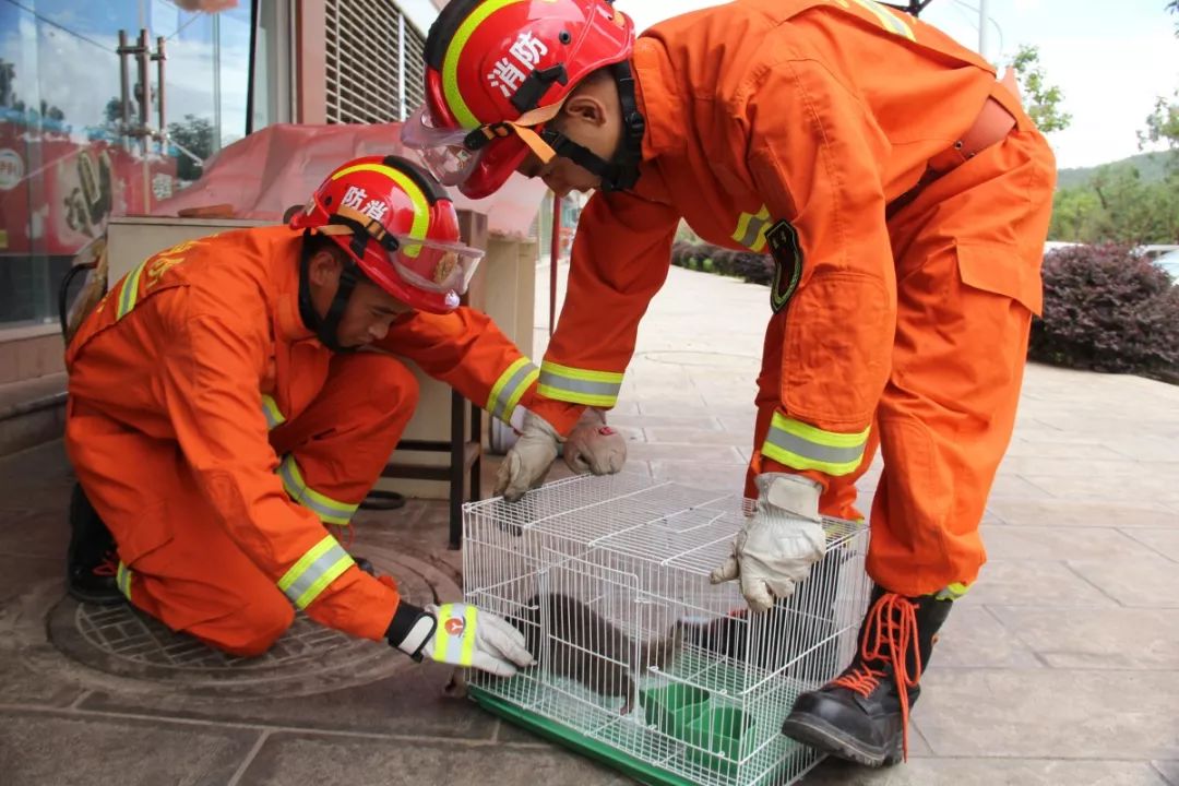 黄鼠狼来商铺捣乱?非也非也!