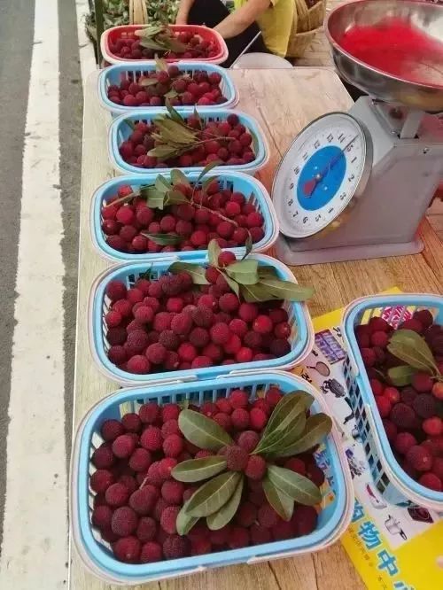 贵阳绿化带上的杨梅惨遭毒手那可是打了药的