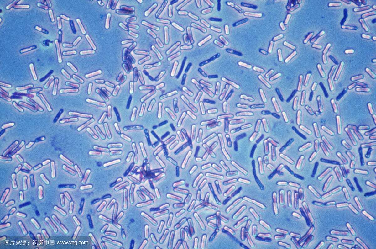 口腔医院护理专用dcs6002细菌检查显微镜
