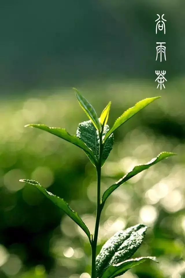 谷雨茶是什么茶谷雨茶的功效