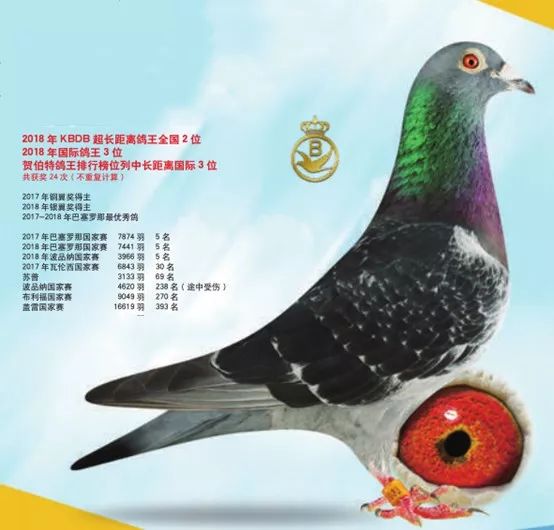图集2019年欧洲冠军鸽舍最丰富的冠军鸽收藏