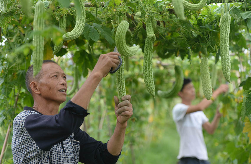 6月24日,江西省上栗縣桐木鎮楚山村的蔬菜基地瓜果飄香,絲瓜,苦瓜