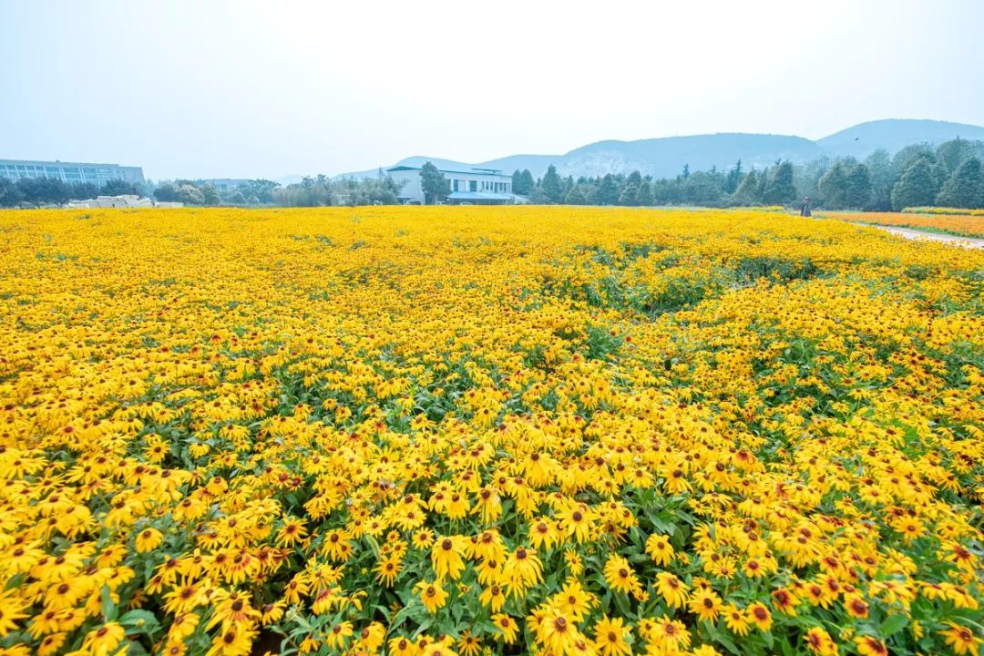 新花怒放今年矿大花海主打金黄色这周末正是最佳赏花期