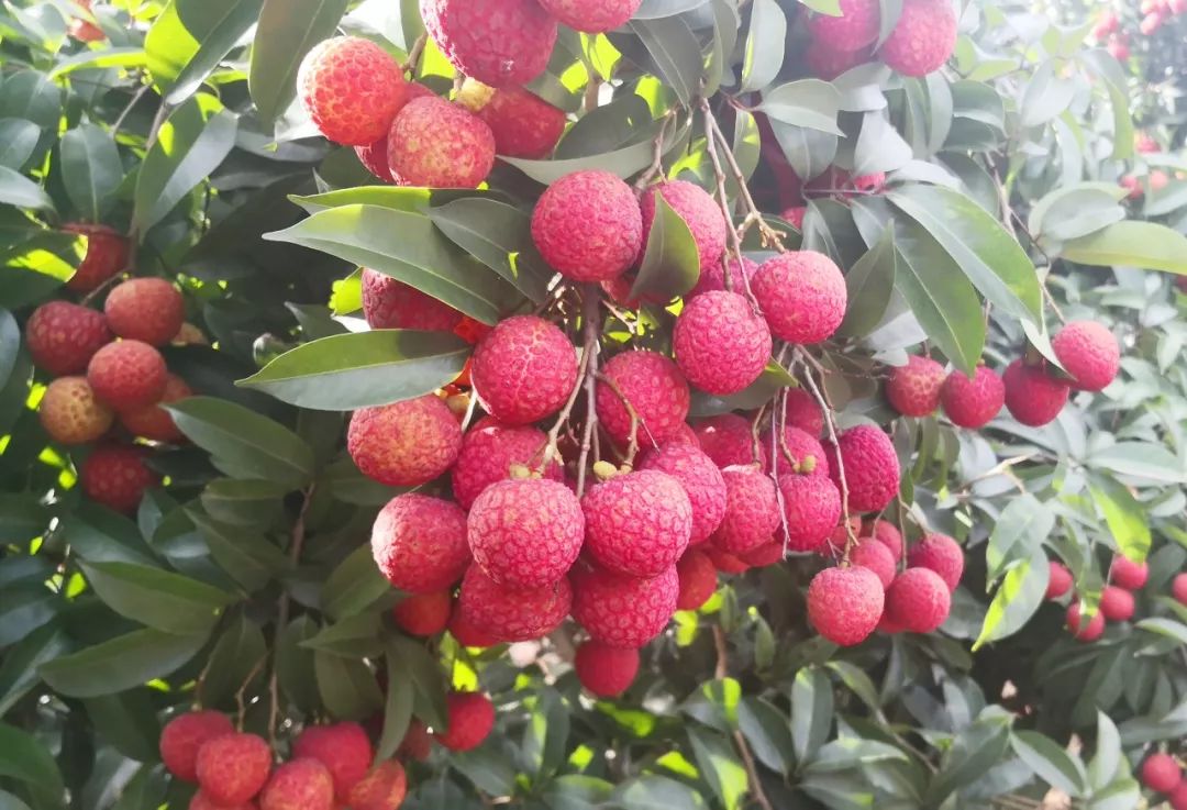 御金球荔枝不得不提赵松富所以目前市面上少有流通皆因其多被识食的吃