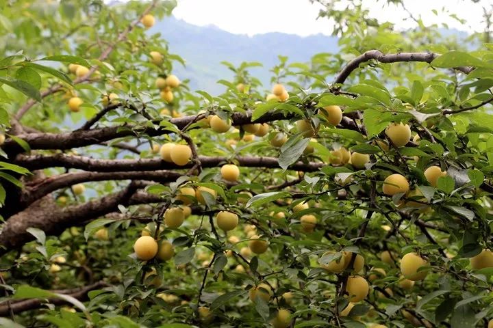 甘谷李果简介图片