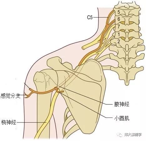 从臂丛后束发出,伴旋肱后血管向后外方走行腋神经来源混合性神经