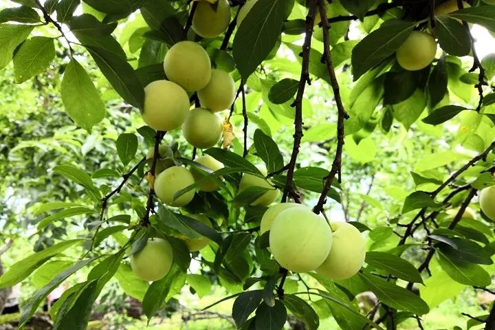 六月,雾山李果采摘季来了!