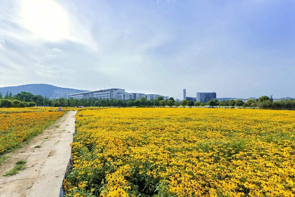 新花怒放今年矿大花海主打金黄色这周末正是最佳赏花期
