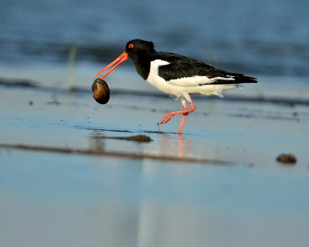 蚌夹住鹬嘴还怎么说话?它们进行的是"心灵对话"|新京报专栏