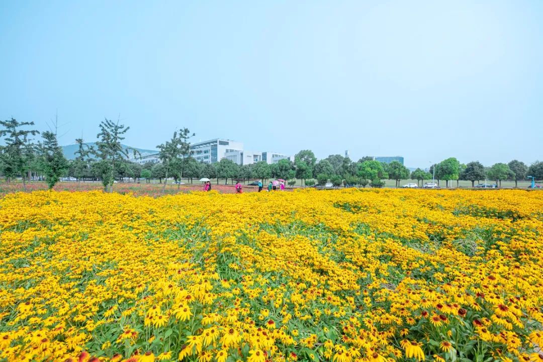 新花怒放今年矿大花海主打金黄色这周末正是最佳赏花期