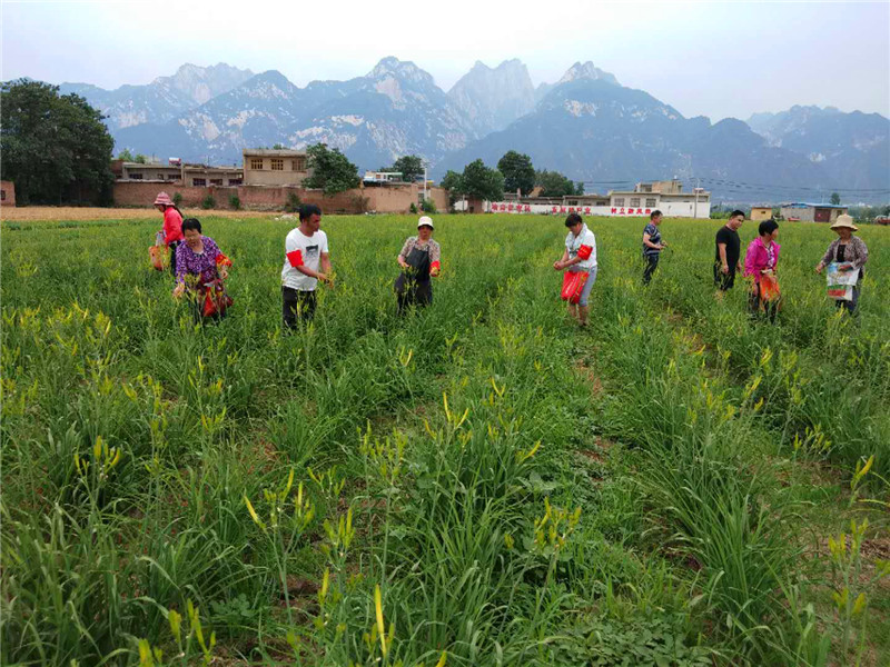华阴市城河村用扶贫产业的累累硕果向党的生日献礼