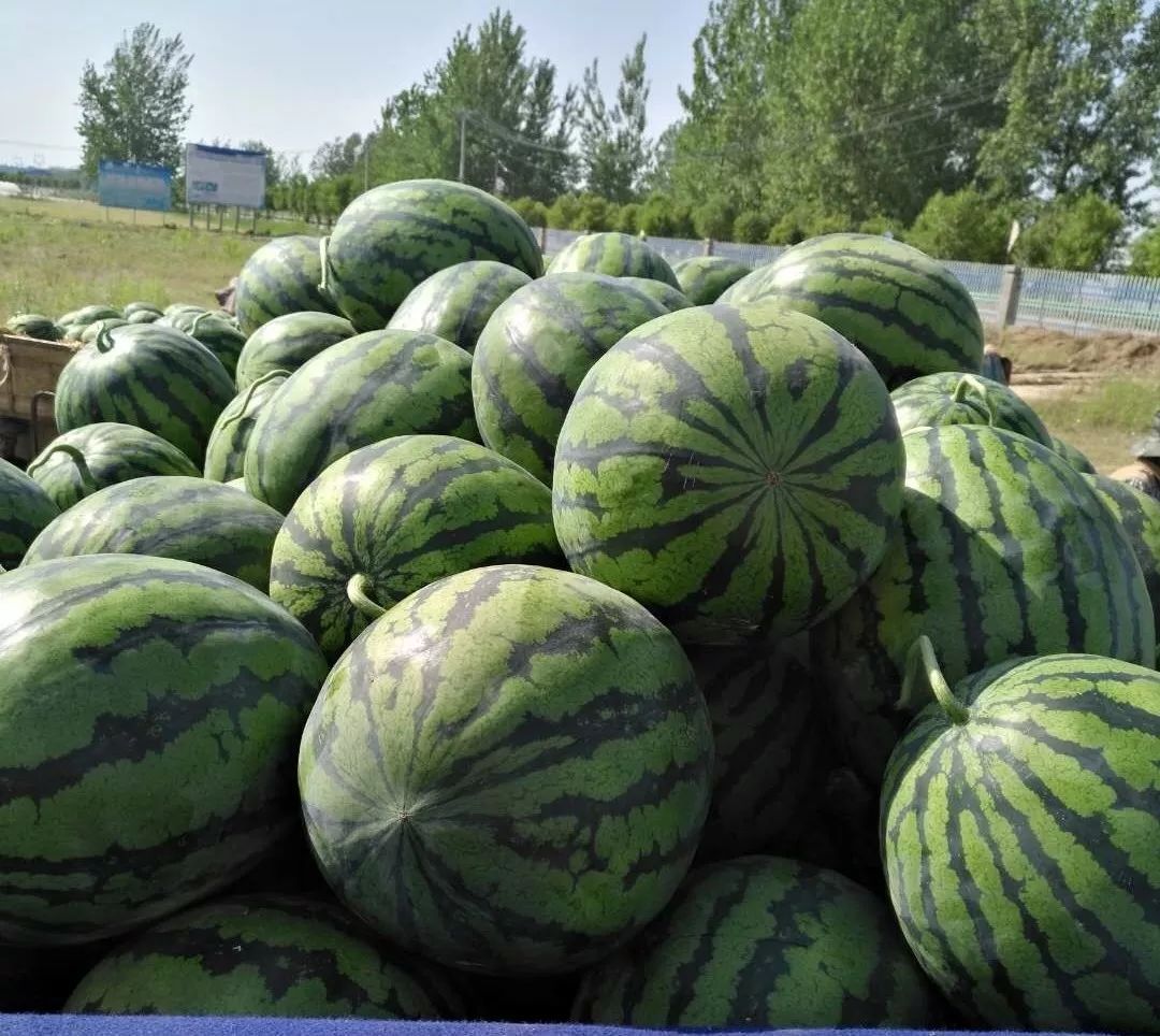 25号砀山西瓜央视cctv2生财有道栏目播出将正式在全国观众前露面