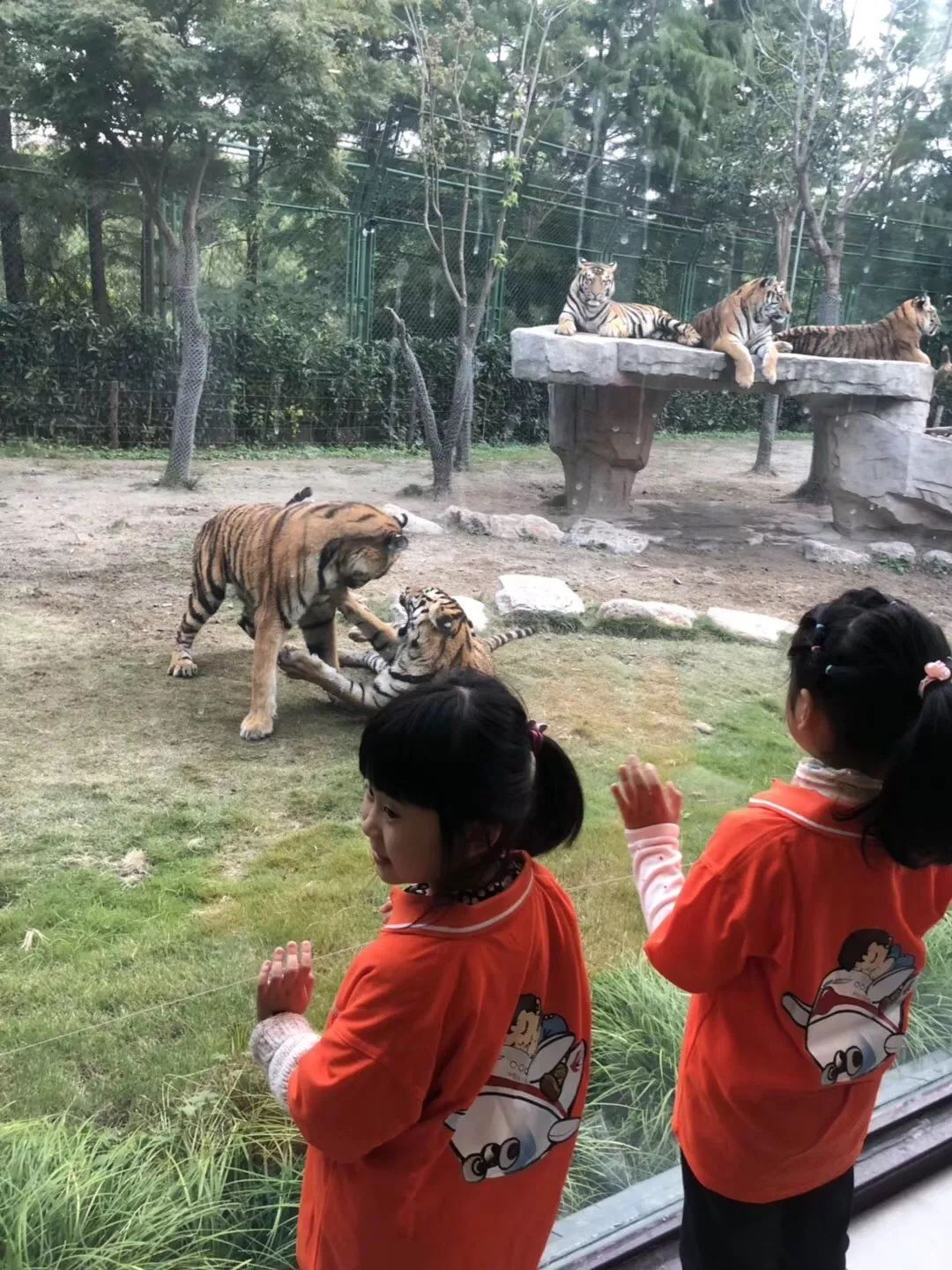 活动招募夜宿上海野生动物园小小冒险家与大熊猫共眠