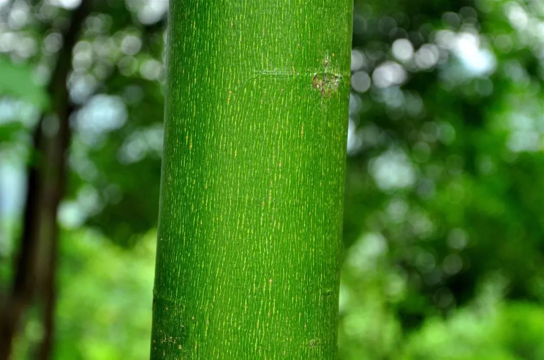 美丽中国相册树皮之美艳若云裳