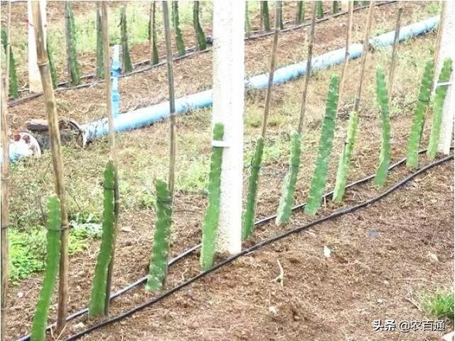 火龙果栽培3种搭架技术详解及点评
