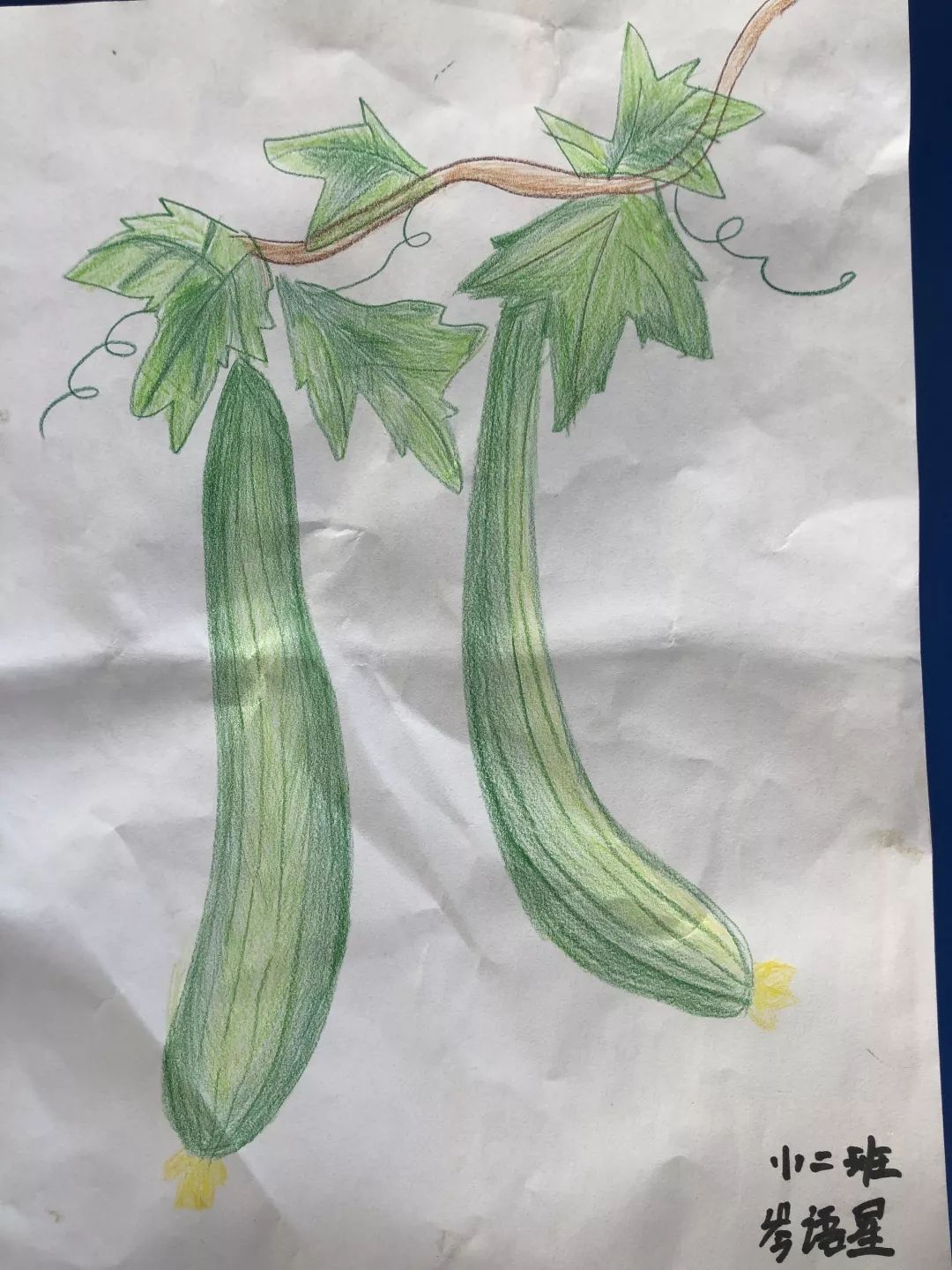 亲子绘画丝瓜成长图,一起回味照料丝瓜的过程.