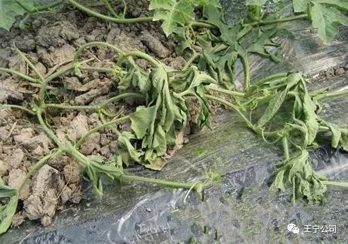 甜瓜常见9大病害症状及防治