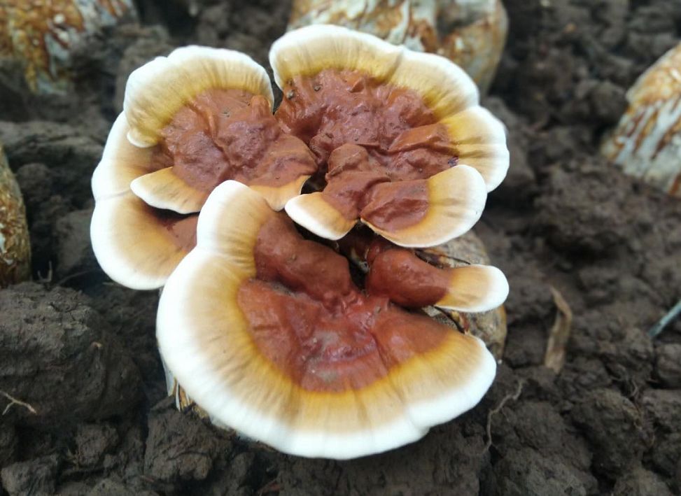 崇明这里的活体灵芝居然可以搬回家养