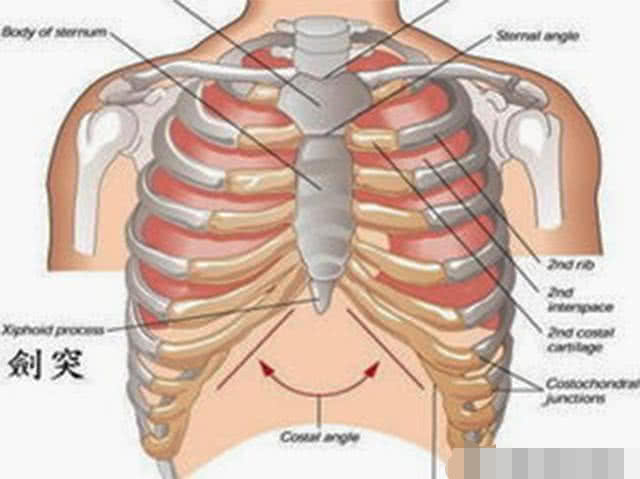 胸膛在哪个位置图片图片