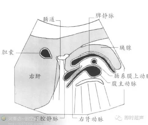 i-2-7肝總管縱切面1-2-8肝總管縱切面1-2-9膽總管縱切面胰腺解剖(胰腺