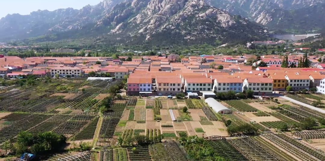 美丽乡村千亩茶田万里飘香晓望村