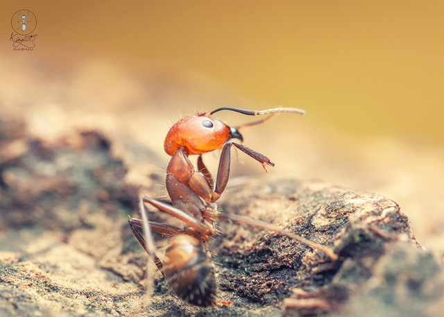蚂蚁奋斗清晰图片图片