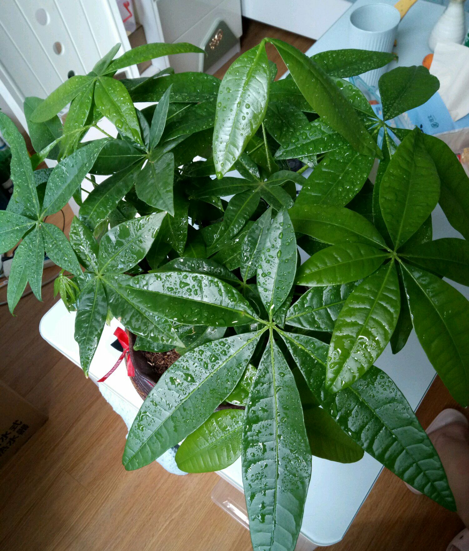 原创发财树如何修剪才会枝繁叶茂造型美