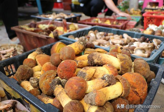 雨水充沛云南野生菌大量上市品种多