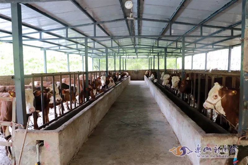 马边脱贫攻坚90后小支书小身板大能量