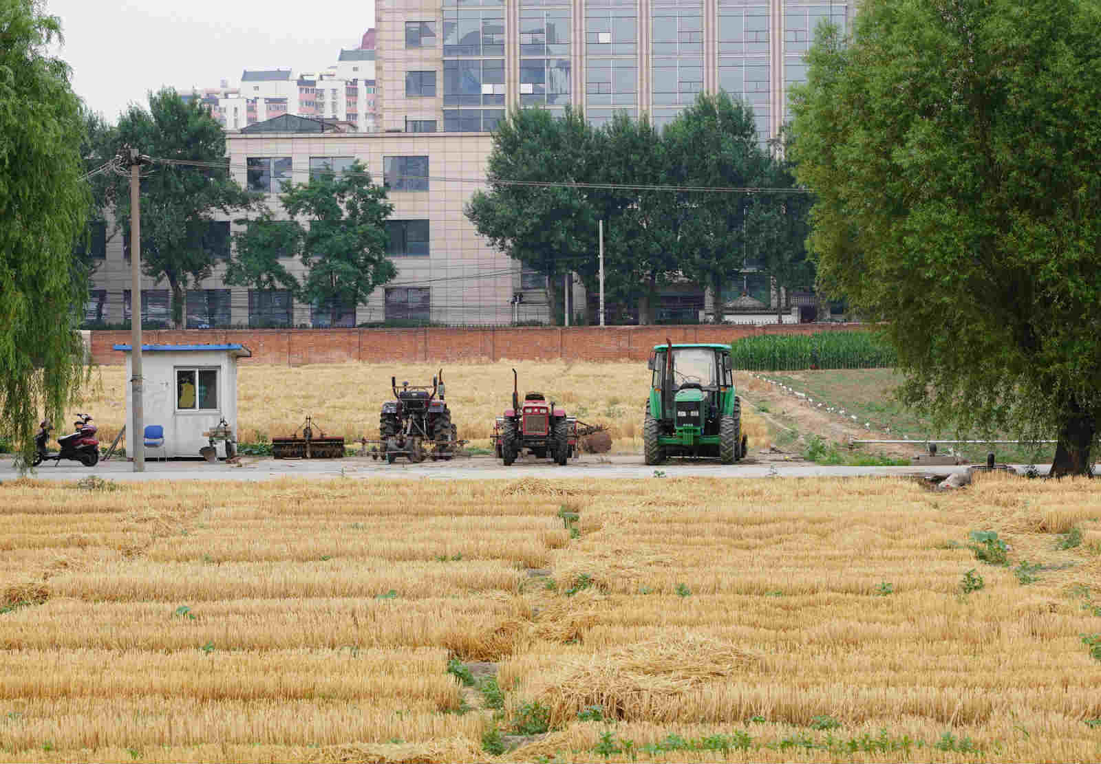 (图片来源:东方ic)2019年6月25日,北京北三环的百亩麦田,部分小麦已经