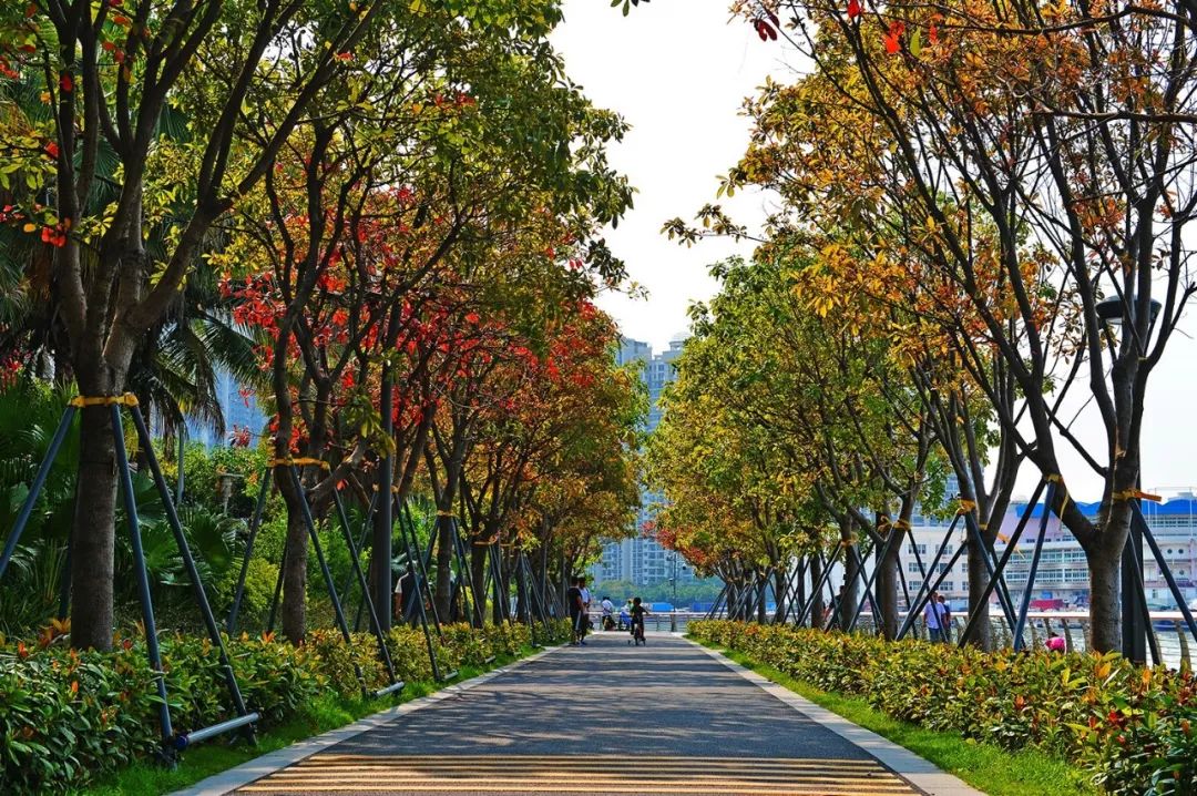 美得不像话深圳12条最新城市绿道